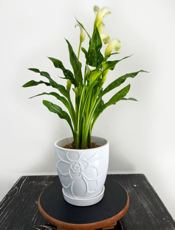 Calla lily tribute