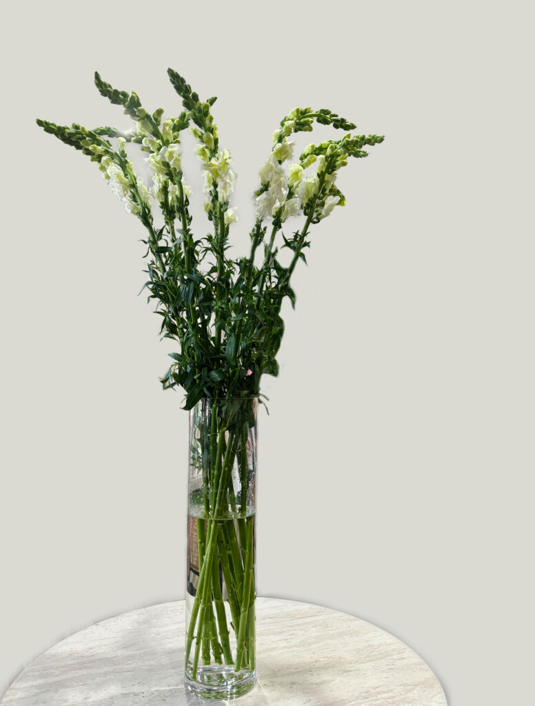 Snapdragons of remembrance