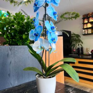 Large Orchid (blue pink and white colors)