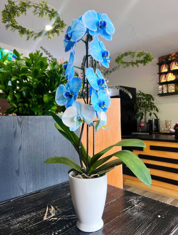 Large Orchid (blue pink and white colors)