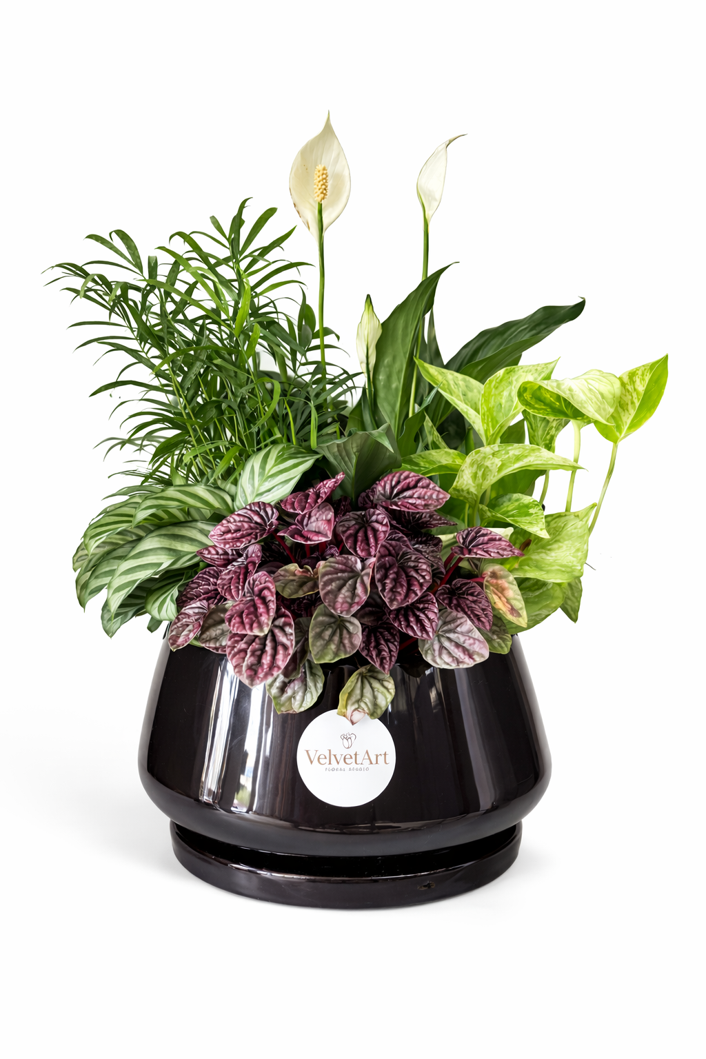 Indoor Plant